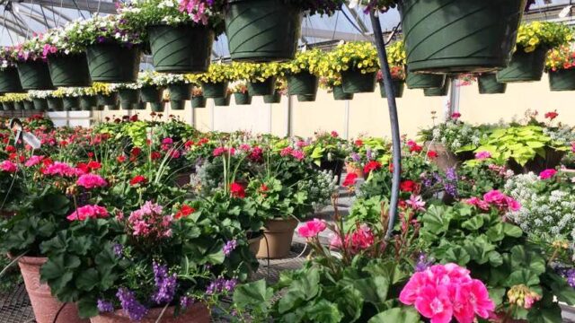 sidney flower shop